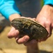 Employees from the U.S. Army Corps of Engineers Louisville District help to relocate mussels at Green River near Brownsville, KY, Sep. 6, 2024
