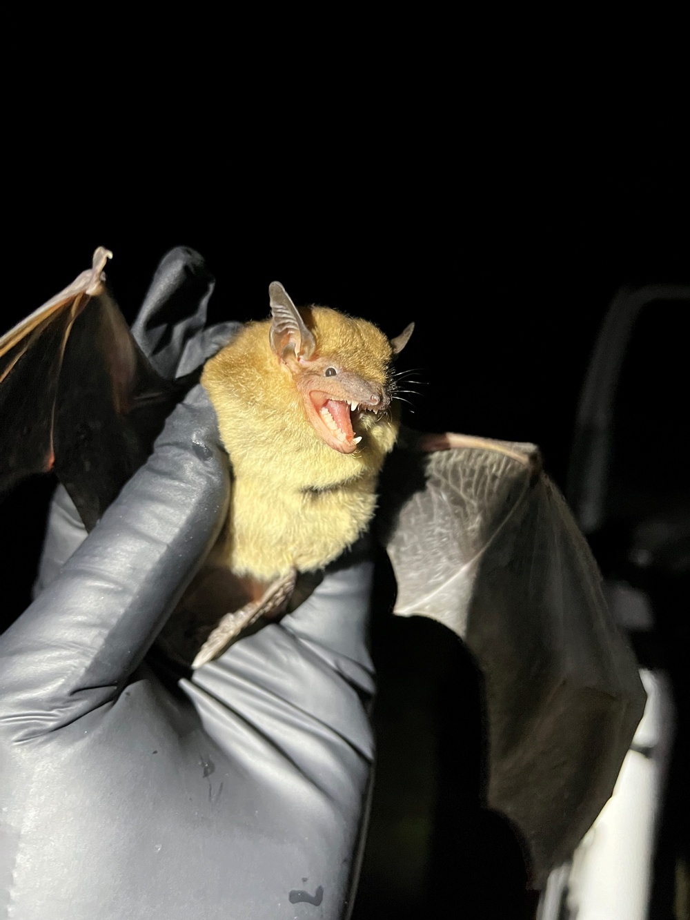 Louisville District biologists’ bat survey paves way for new Army Reserve Center