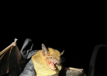 Louisville District biologists’ bat survey paves way for new Army Reserve Center