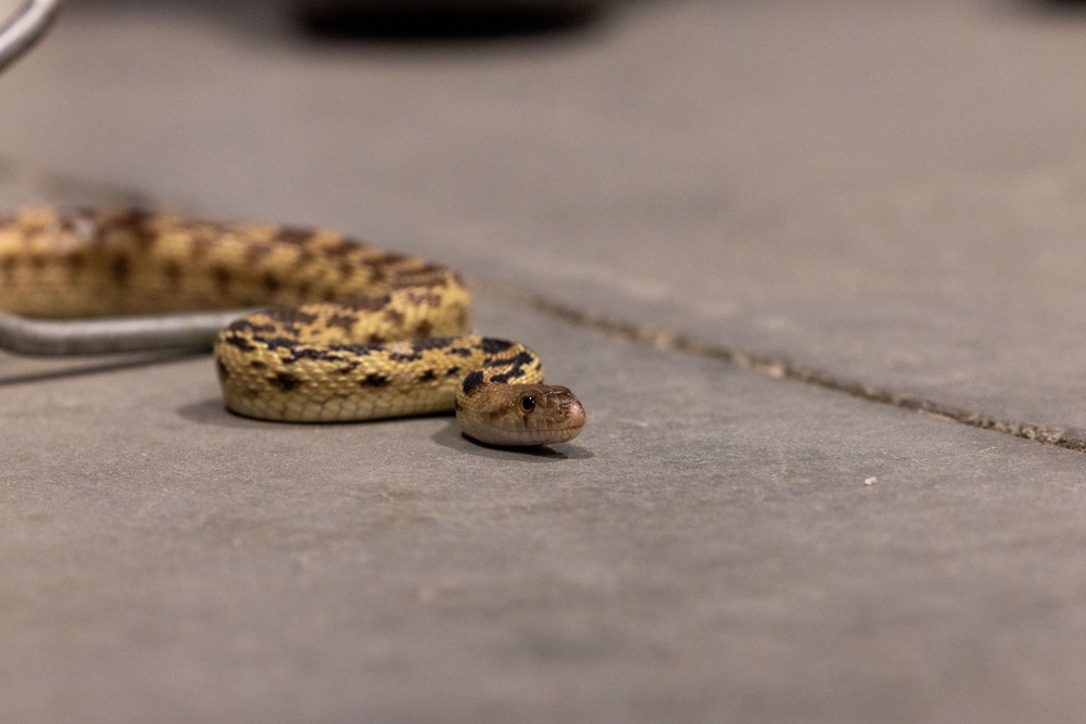 Environmental Affairs host safe snake handling course for Combat Center first responders and staff