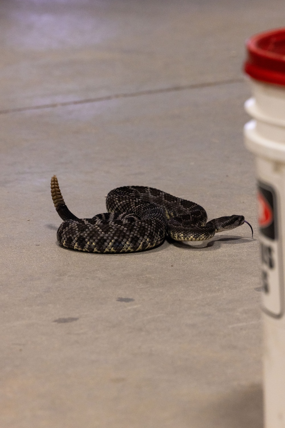Environmental Affairs host safe snake handling course for Combat Center first responders and staff