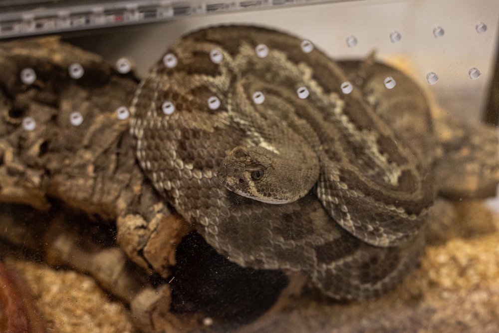 Environmental Affairs host safe snake handling course for Combat Center first responders and staff