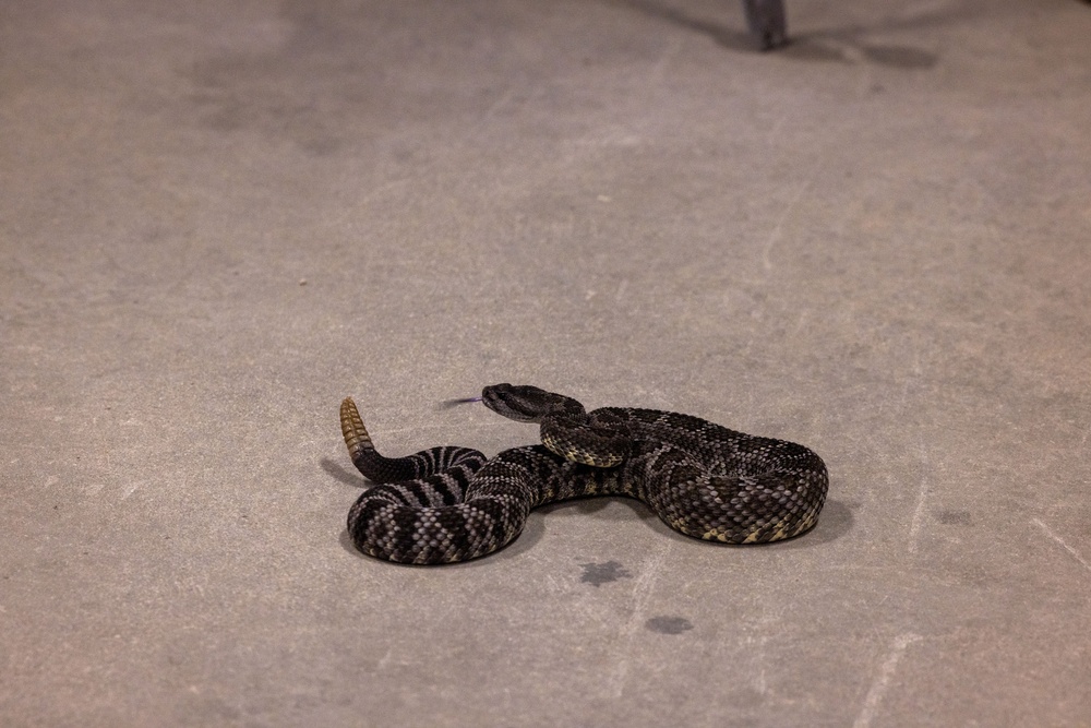 Environmental Affairs host safe snake handling course for Combat Center first responders and staff