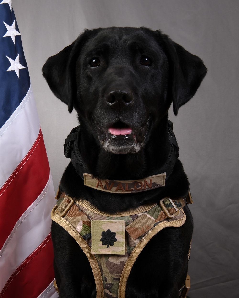 Working Therapeutic Support Dog Lt. Col. Avalon