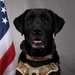 Working Therapeutic Support Dog Lt. Col. Avalon