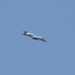 303rd Fighter Squadron A-10 pilots train in skies over Fort McCoy