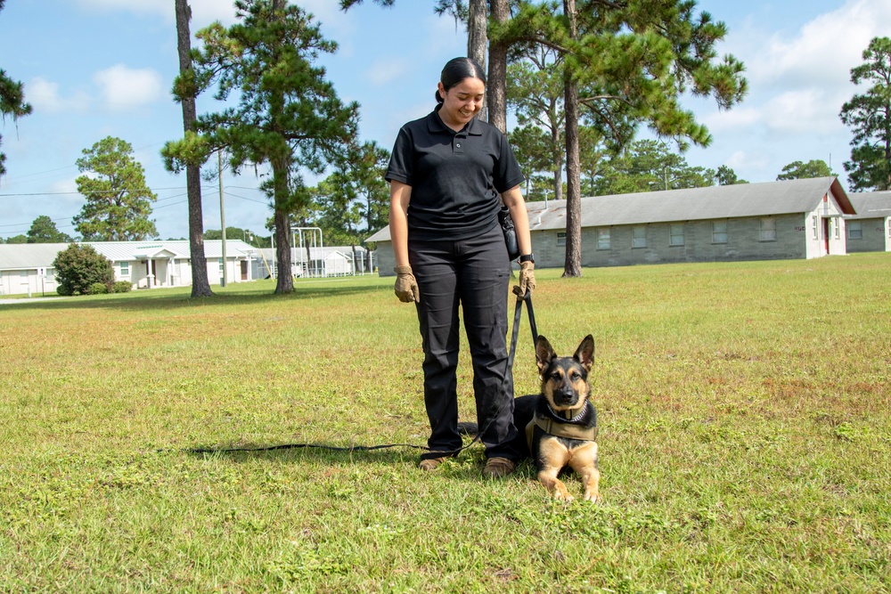 Scent Discrimination Tracking and Trailing Course