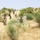 Live fire exercise conducted in Thar Desert