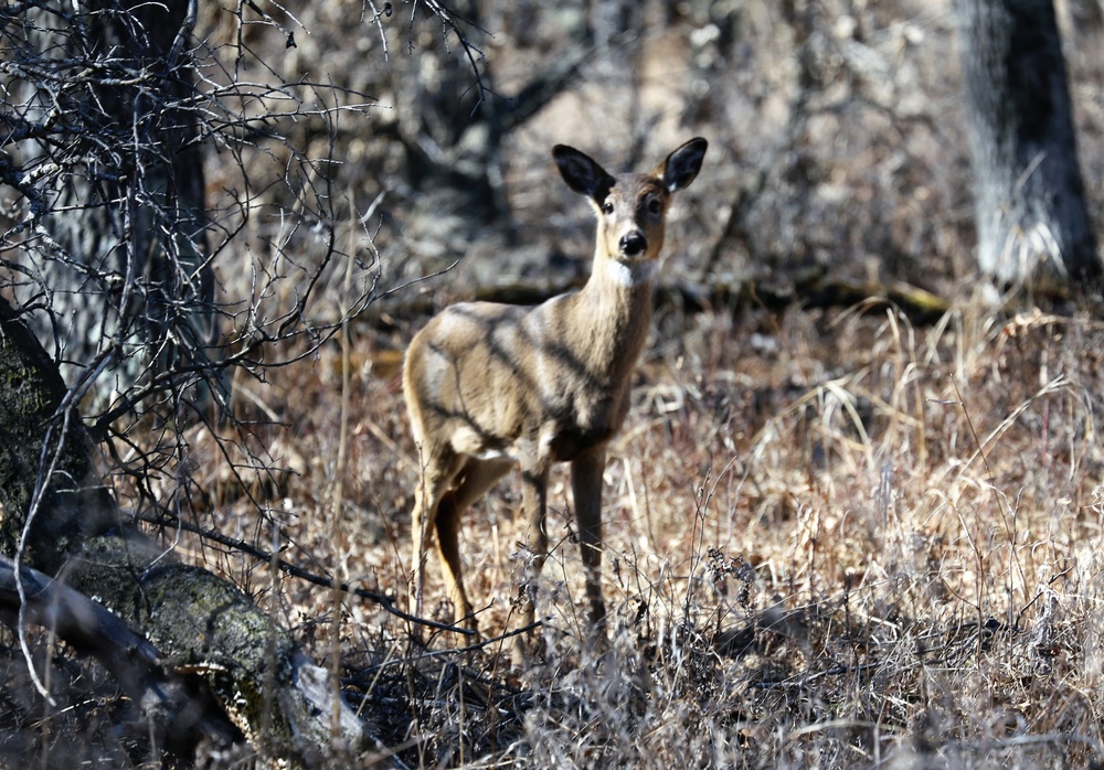 Fort McCoy Wildlife