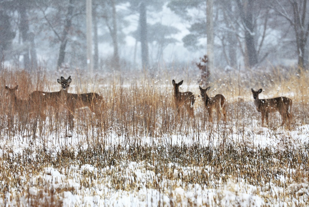 Fort McCoy Wildlife