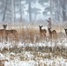 Fort McCoy Wildlife