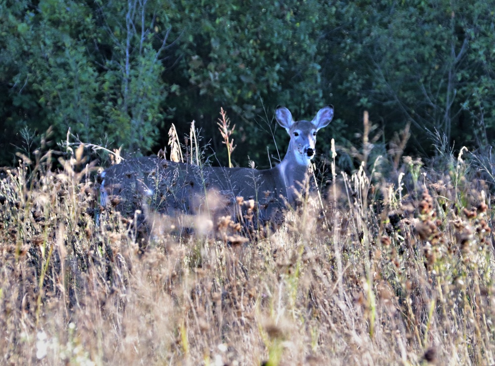 Fort McCoy Wildlife