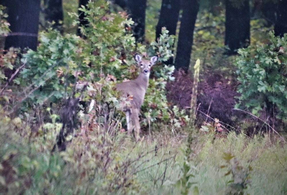 Fort McCoy Wildlife