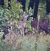 Fort McCoy Wildlife