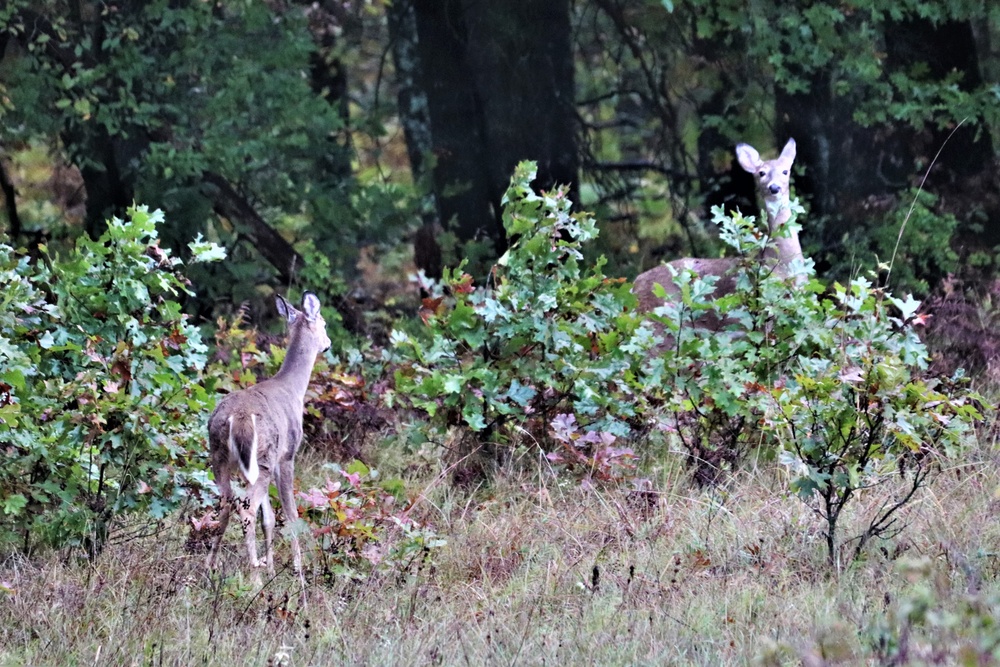 Fort McCoy Wildlife