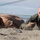 Aircrew Compete with Survival Skills for Growler Week Aircrew Compete with Survival Skills for Growler Week