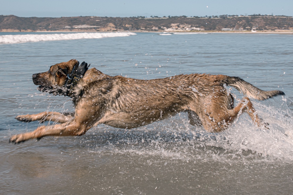 K9 Patrol Training