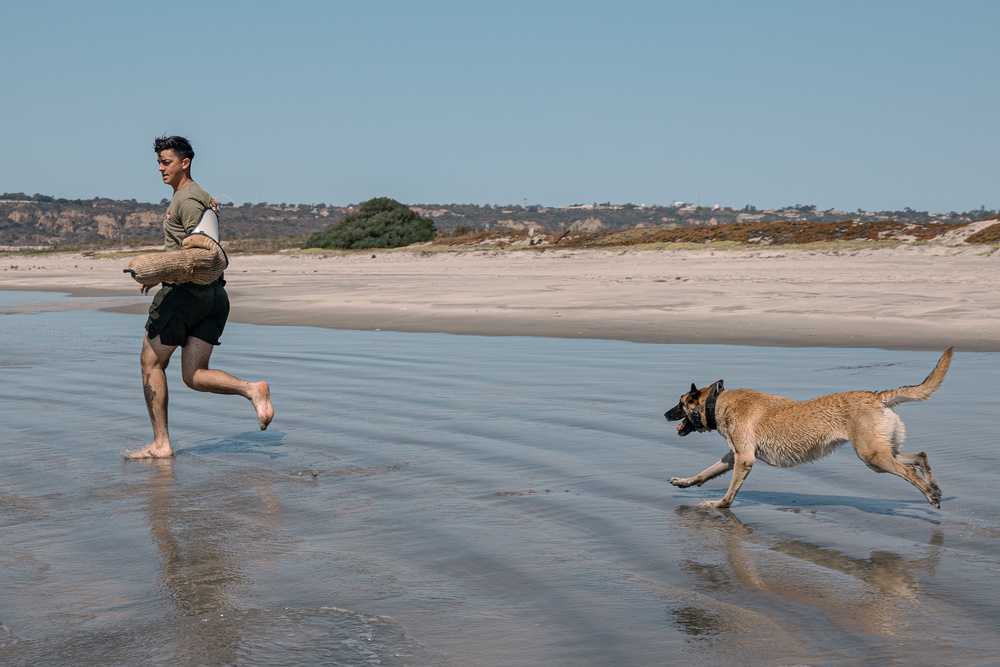 K9 Patrol Training