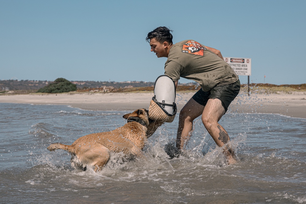 K9 Patrol Training