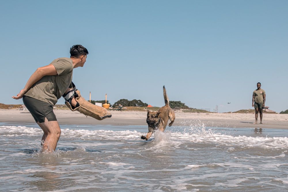 K9 Patrol Training