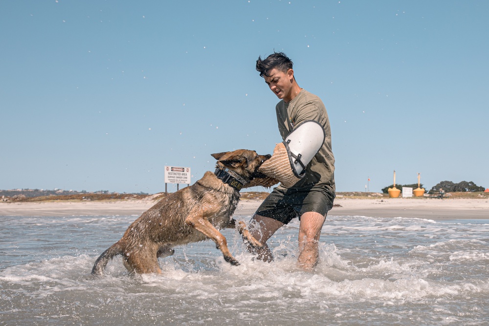 K9 Patrol Training