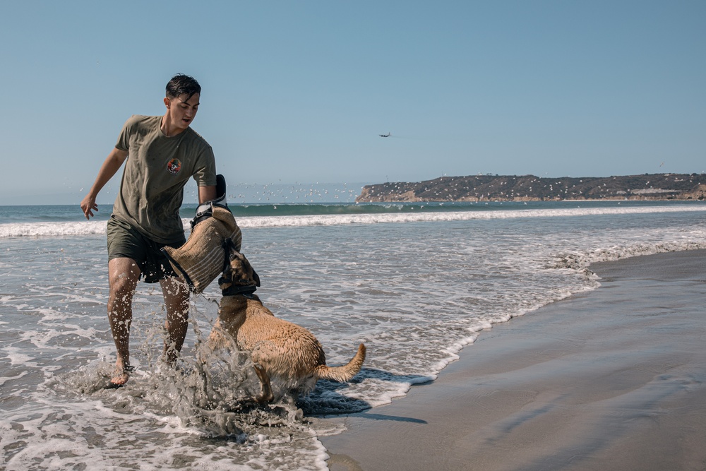 K9 Patrol Training