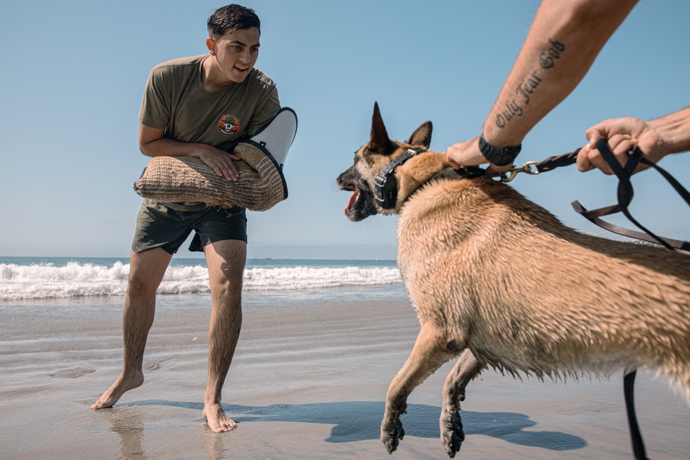 K9 Patrol Training