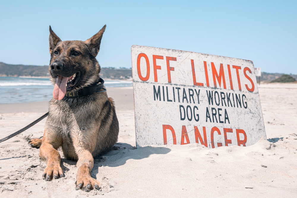 K9 Patrol Training