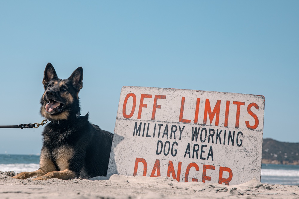 K9 Patrol Training