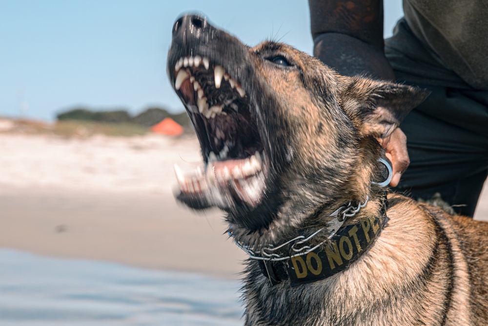 K9 Patrol Training