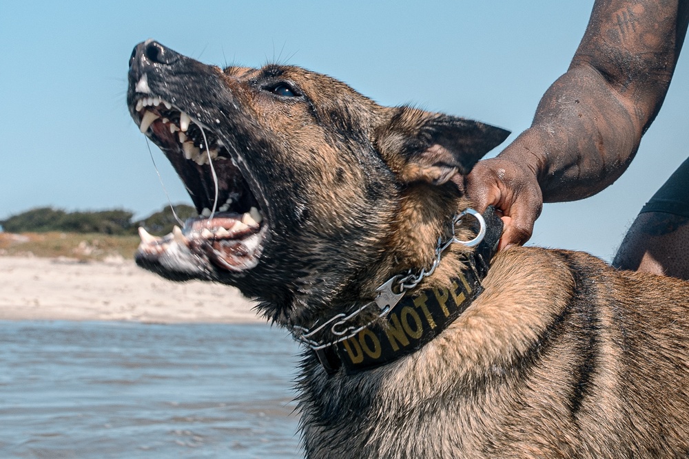 K9 Patrol Training