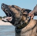 K9 Patrol Training