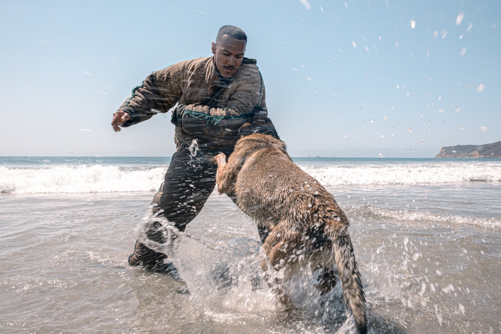 K9 Patrol Training