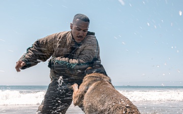 K9 Patrol Training