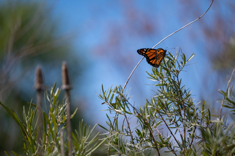 Monarch Butterfly Release