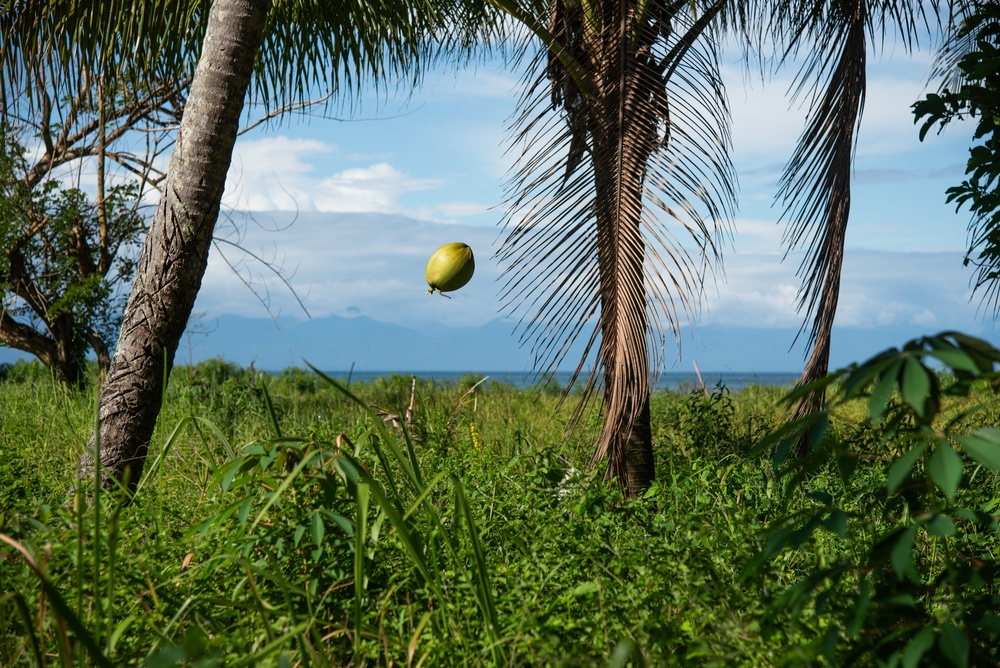 Fresh Coconut in PNG