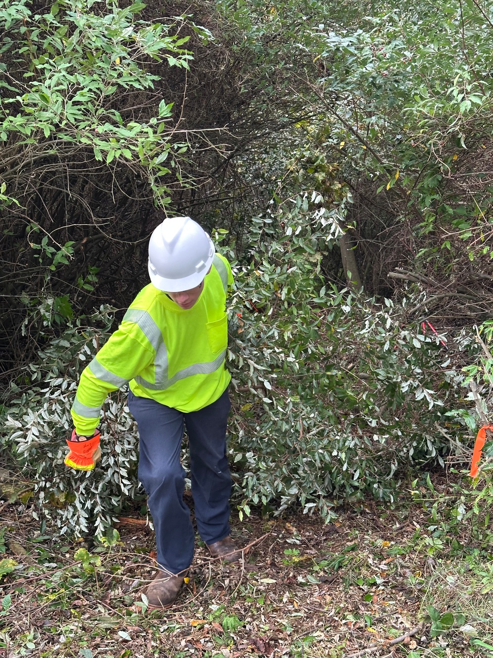 Volunteers help control invasive plants at Mount Morris Dam for National Public Lands Day