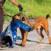 Military working dog handlers building bonds