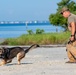 Military working dog handlers building bonds