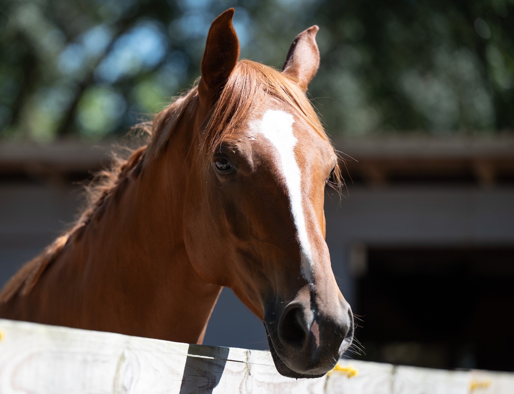 Families harness resilience at therapeutic horse event