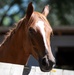 Families harness resilience at therapeutic horse event