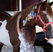 Families harness resilience at therapeutic horse event