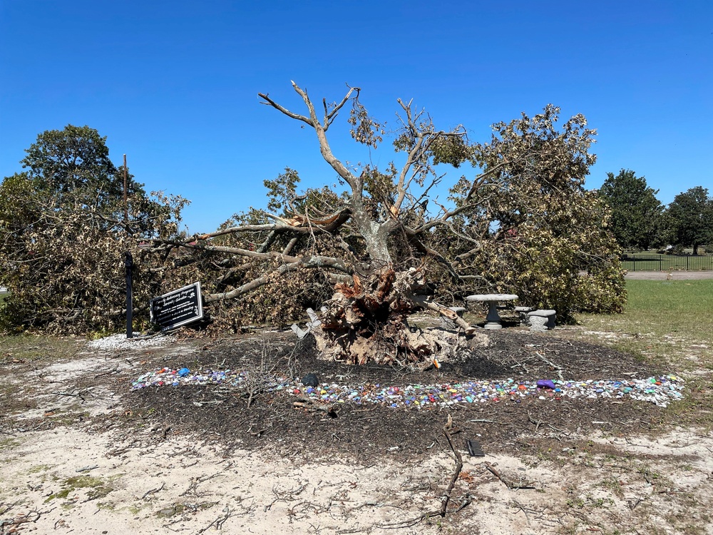 Downed Tree