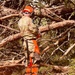 4-118th Infantry Regiment assists tree removal post Hurricane Helene
