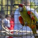 Parrot Exhibit Draws Attention at Special Day for Special People Event