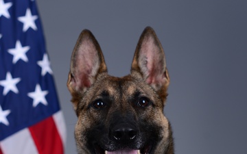 Liberty Wing MWD portraits