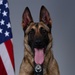 Liberty Wing MWD portraits