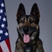 Liberty Wing MWD portraits