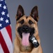 Liberty Wing MWD portraits