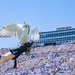 USAFA Football vs Navy 2024